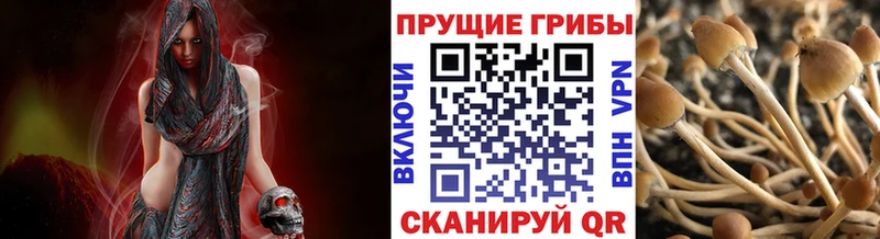хочу наркоту  Галич  Псилоцибиновые грибы MAGIC MUSHROOMS 